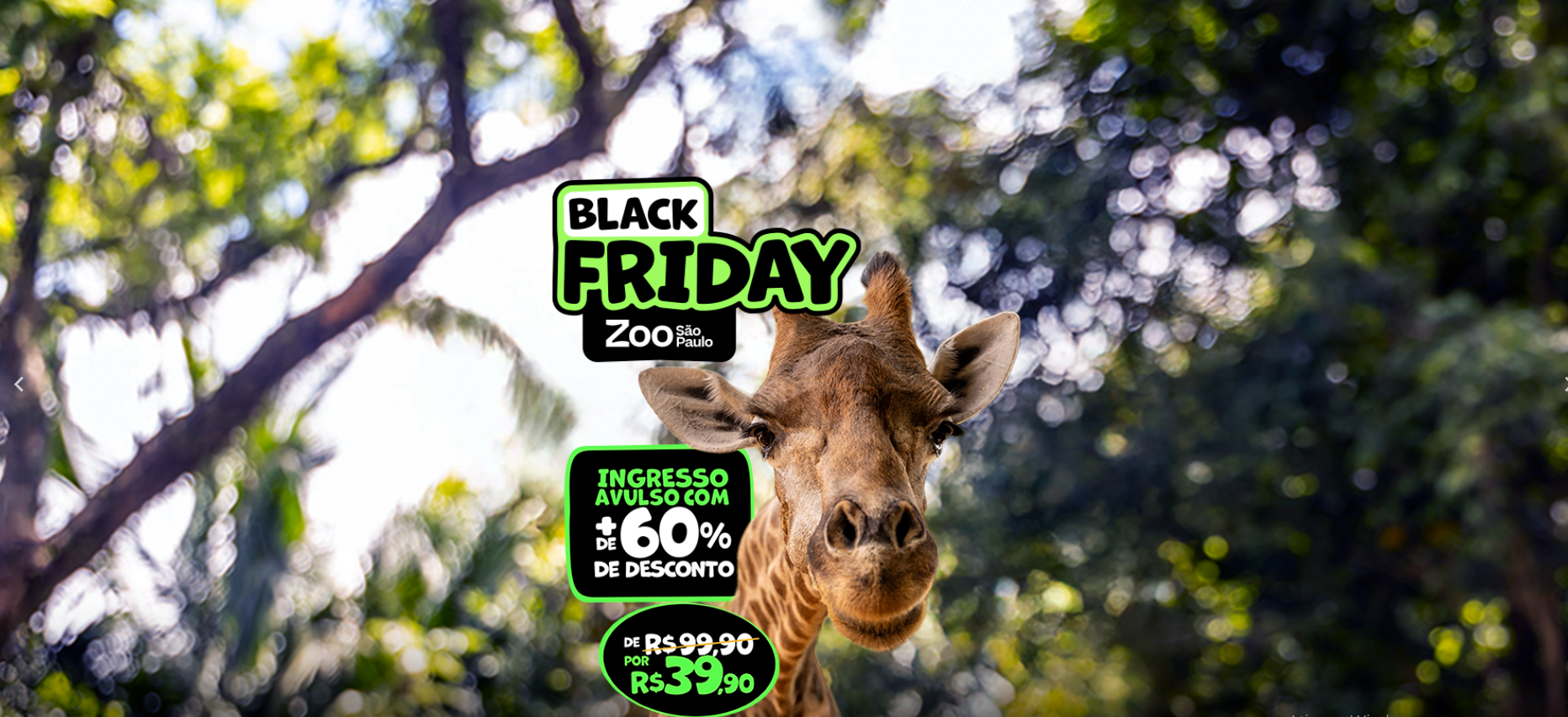 Show das águas-vivas